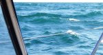 Le mauvais clapot habituel en Mer de Marmara {JPEG}